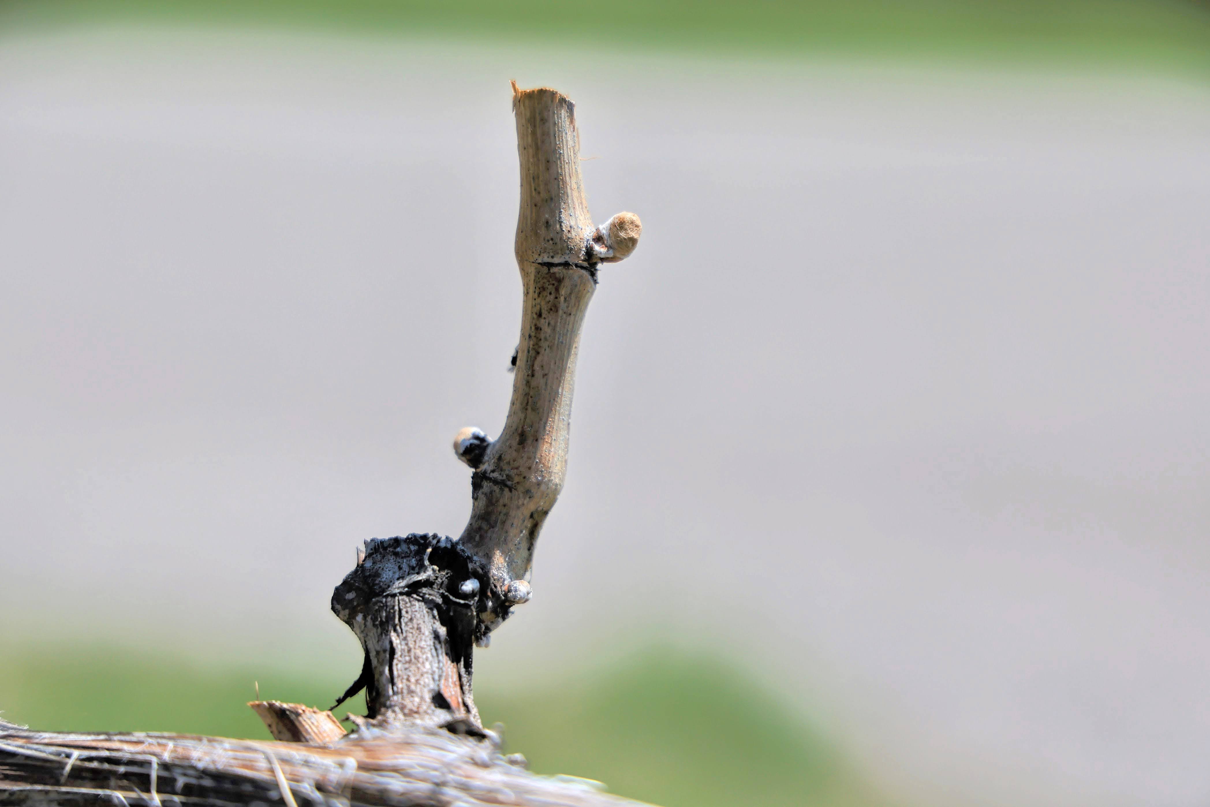 A wine grape shoot.